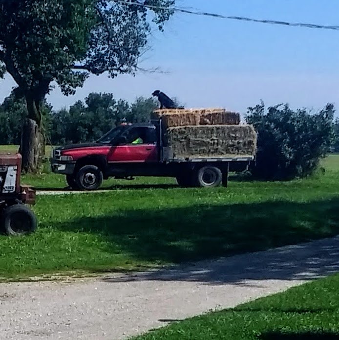 Red pickup truck loaded with hay bales parked on a rural road, with a person and a dog on top of the bales, surrounded by green grass and trees under a clear blue sky.