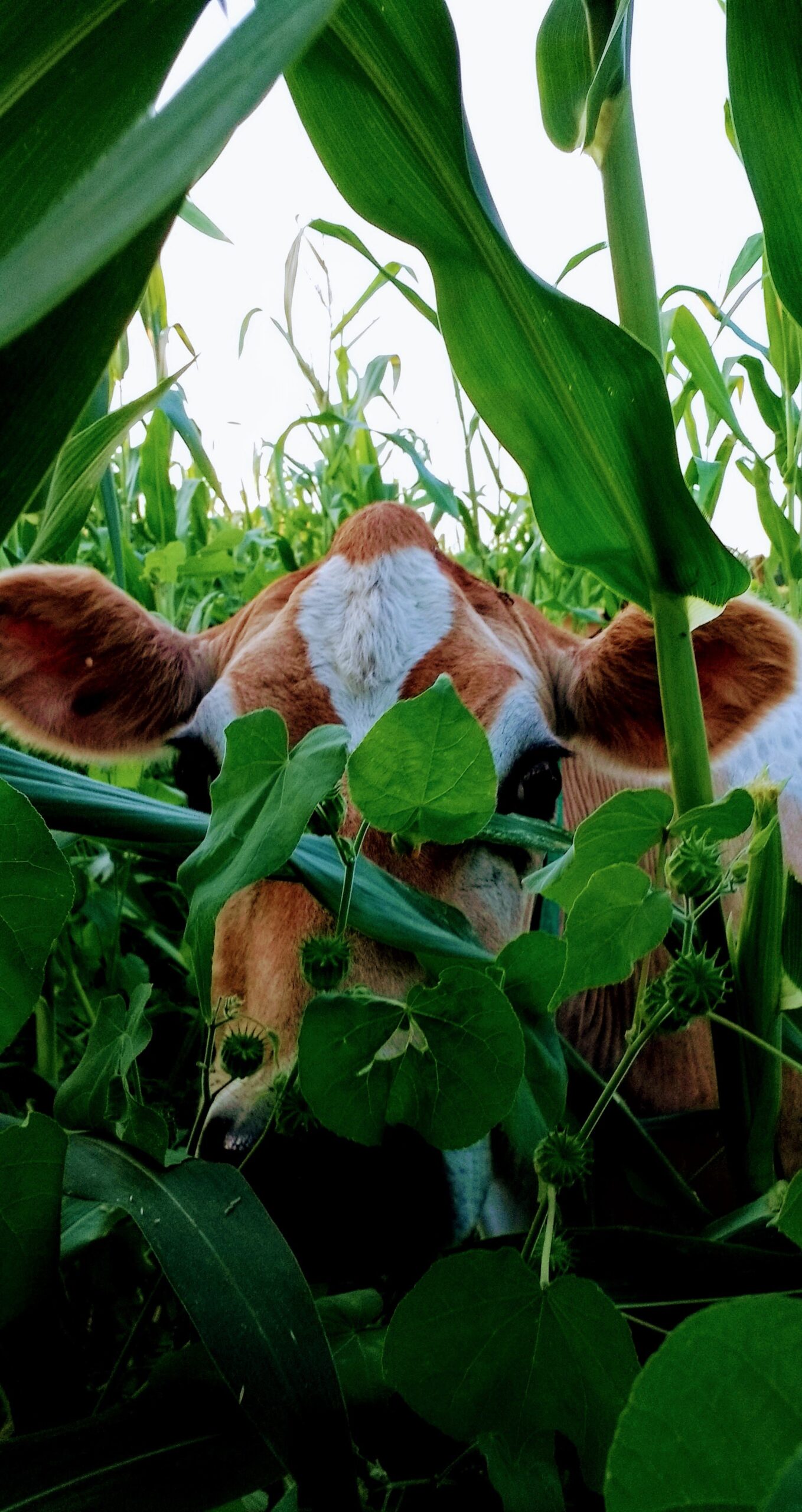 Brown cow partially hidden among tall green corn and leafy plants, showcasing a natural farm environment.