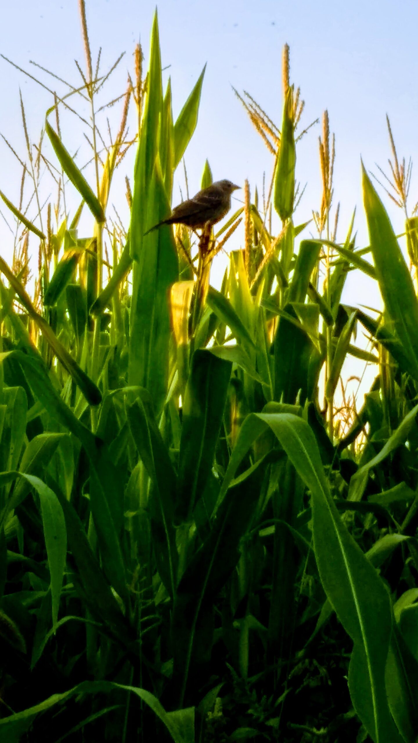 A bird perched on a tall corn stalk amidst lush green corn plants under a clear blue sky, capturing the essence of rural wildlife and agriculture.