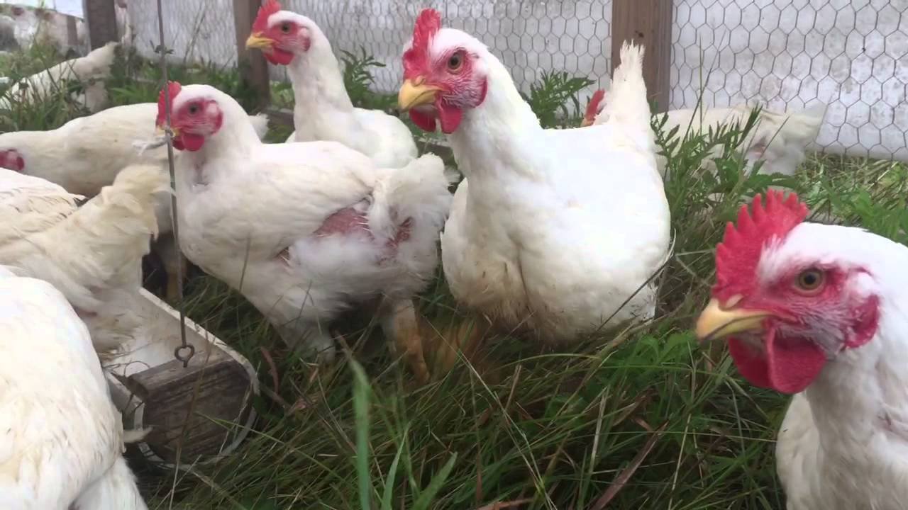 Free-range chickens foraging in a grassy enclosure, showcasing healthy poultry farming practices. The image highlights the natural environment and well-being of the birds, emphasizing sustainable agriculture.