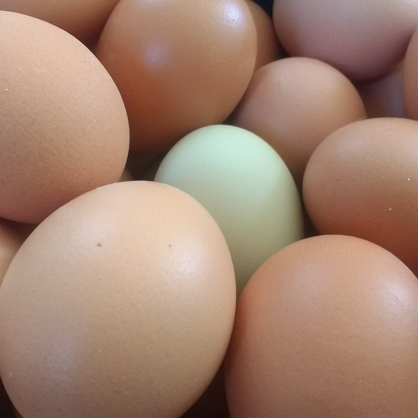 Close-up of various eggs, including several brown eggs and one pale green egg, arranged together in a natural setting, highlighting their different colors and textures.