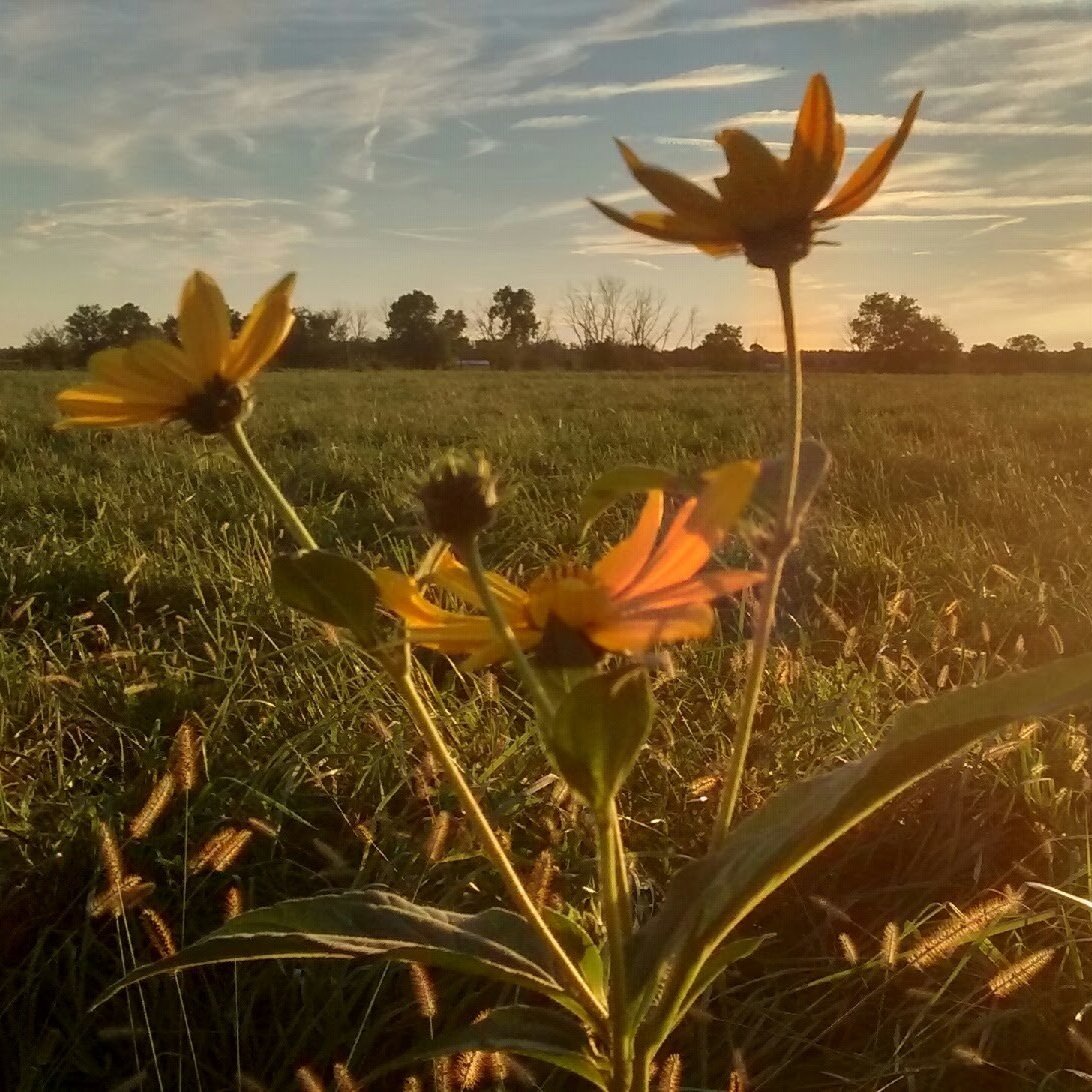 Wildflowers in a sunlit field, showcasing vibrant yellow petals against a backdrop of green grass and a colorful sky.